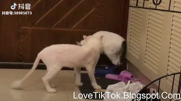 [ Love TikTok ] Chó Mèo Hài Hước Cười Rụng Rốn Xem.vn Phần 3