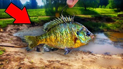 Giant Live BLUEGILL Catches 8 POUND BASS!