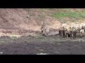 25 Wild dogs against one pregnant water buck. NOT FOR SENSITIVE VIEWERS. Round 2 to wild dogs