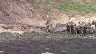 Pack of wild dogs catching waterbuck and unborn calve. NOT FOR SENSITIVE VIEWERS. Full version
