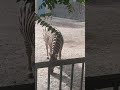 зебра в зоопарці Одеса