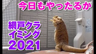 【私失敗するので！フトアゴーX】網戸クライミング2021フトアゴヒゲトカゲ☆おちょこさん Beardeddragon