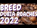 How To Breed DUBIA ROACHES 2022 , New Tricks