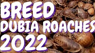 How To Breed DUBIA ROACHES 2022 , New Tricks