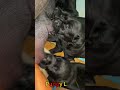 かわいい子犬の日常 #koreaPuppies #japanDogs