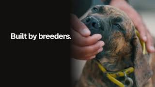 Are You a Serious Boerboel Breeder? Why You Need to Join the BBA Now