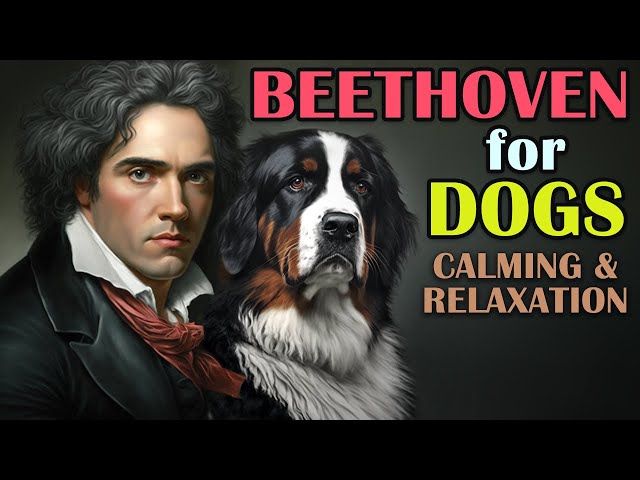 Classical Music for Dogs - Separation Anxiety Music for Dogs, Beethoven for Dogs, Dogs Music Therapy class=