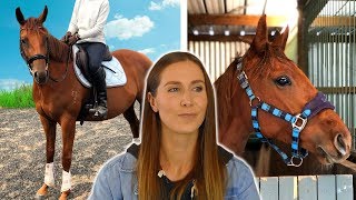 I bought a pregnant horse without knowing it! I bought a pregnant horse without knowing it!