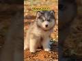 Husky puppies in Kerala #shorts #shortsviral #shortsfeed #shortsyoutube