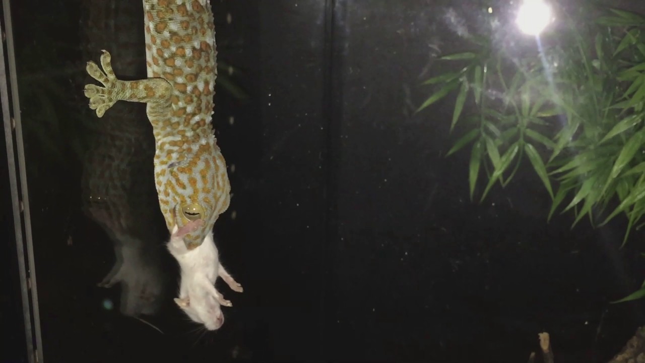 lizard skin grips Feeding My Gecko A Mice