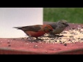 Red Crossbills Central Oregon June 2011 No. 2