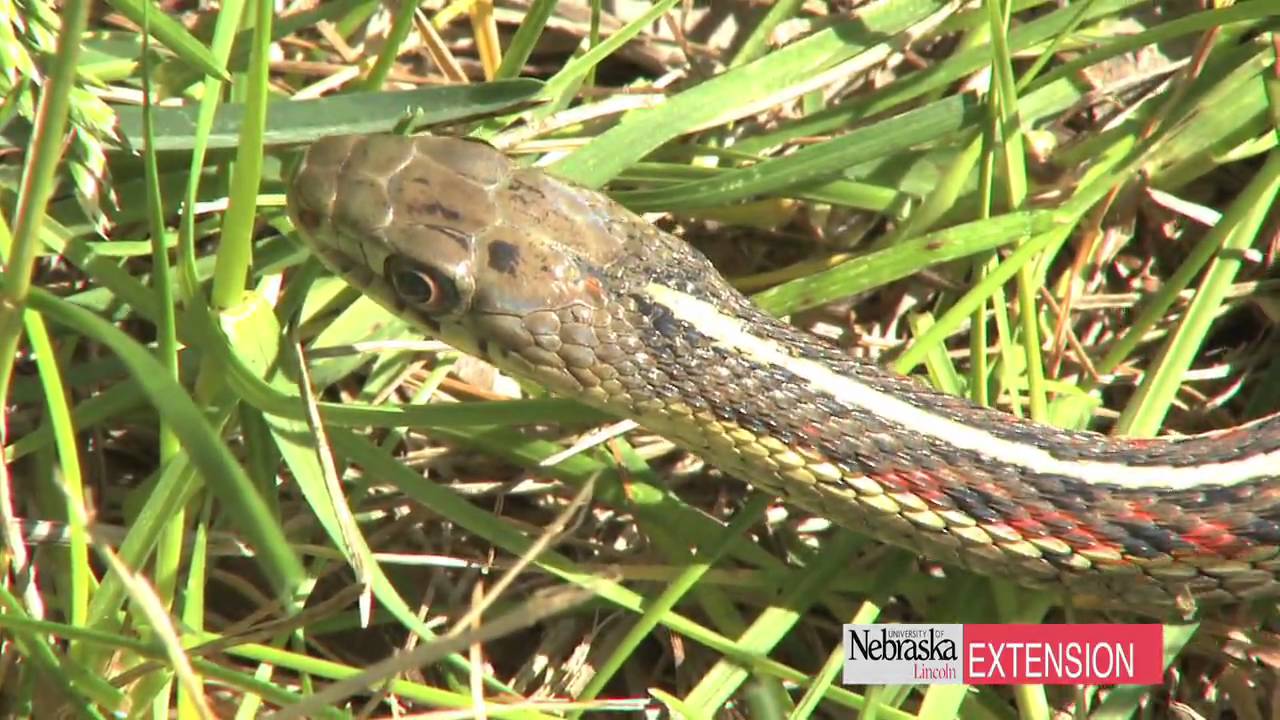 Controlling Garter Snakes Youtube