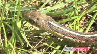 Controlling Garter Snakes