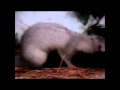 Weasel Mating Documentary