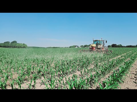 HOW TO INTER-CROP MAIZE/ GRASS AND WHY?