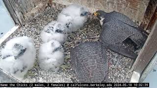 5-18-24 Archie Sneaks in to feed a Chick with Annie