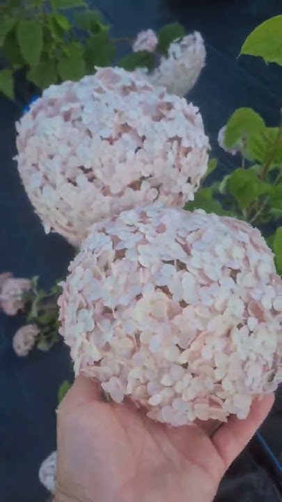 Гортензия Кандибел Баблгам - YouTube