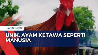 Ayam Ketawa Curi Perhatian Warga Gorontalo, Berkokok Seperti Tertawa Manusia