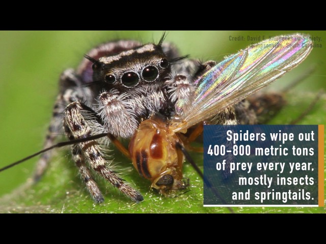 World's spiders devour 400-800m metric tons of insects yearly – experts, Insects