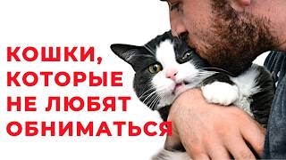 картинка: КОШКА НЕ ХОЧЕТ СИДЕТЬ НА РУКАХ? Рассказываем, почему и как приучить