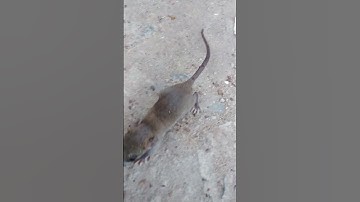 Thumbnail of Mouse Sound #shorts
