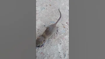 Mouse Sound Shorts 