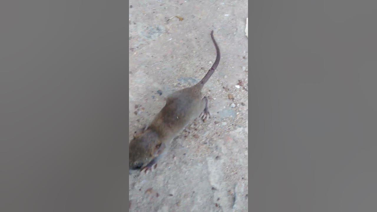 Mouse Sound #shorts