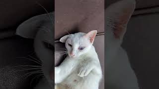 Cat's looking forward Short funny video Short video Very beautiful ❤||..