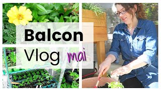 BALCON VLOG - Haul, installation coccinelles, plantations et rempotages | Vlog jardinage au balcon