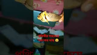 পৃথিবীর সবচেয়ে ভয়ংকর মাছ ?viral short video