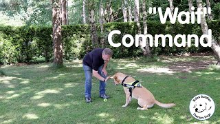 Bale's Buddies Therapy Dogs - Wait Command