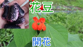 標高700ｍ以上で栽培しないと実がつかない!?　花豆の開花