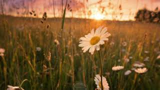 Seori - Tango Cover Original By Abir Lyrics