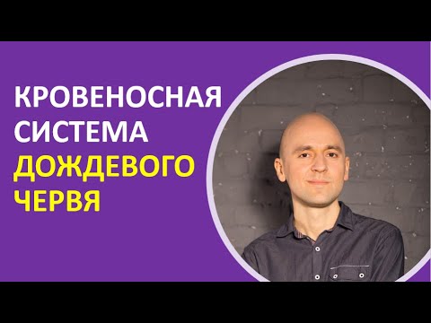 32. Кровеносная система дождевого червя