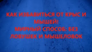 Как избавиться от крыс и мышей. Безопасный метод. Без ловушек, отравы и химии Как избавиться от крыс и мышей. Безопасный метод. Без ловушек, отравы и химии
