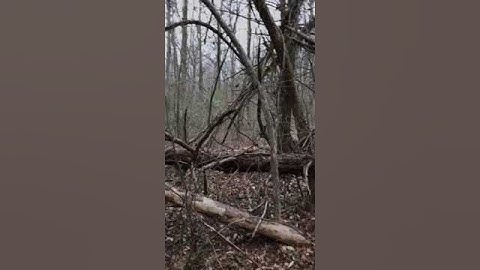 Bigfoot tree structures
