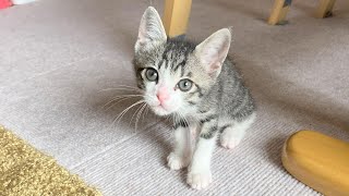 #9 【保護子猫】先住猫との優しさが詰まった新生活始まります。