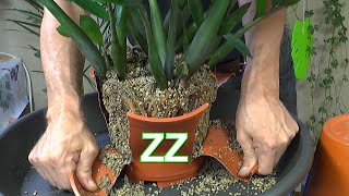 Zimmerpflanzen Brutblatt und ZZ Zamioculcas Zamiifolia Glücksfeder umtopfen einpflanzen