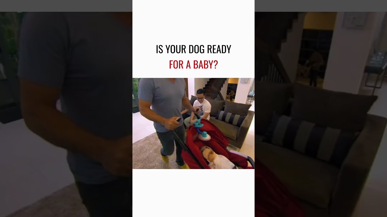 Is Your Dog Ready For A Baby