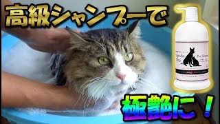 Luxury shampoo makes the boss cat silky smooth and happy!【Eng CC】