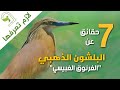 بلشون ذهبي الغرنوق الغبيسي بلشون تفلقاني بلشون مذهب Squacco Heron بلشون ذهبي الغرنوق الغبيسي بلشون تفلقاني بلشون مذهب Squacco Heron