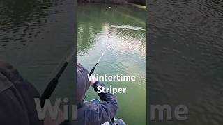 Wintertime Striper at Lake Cumberland