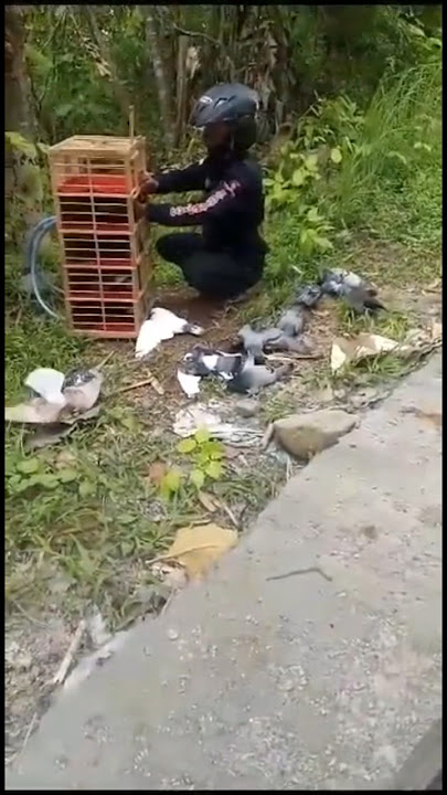 Viral pigeon attacked by forest bees #pigeon1billion #pigeon #pigeonplayer #bird