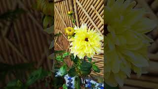 হলুদ ডালিয়া ফুলের সৌন্দর্য | Beautiful Yellow Dahlia Flower in My Garden #shorts