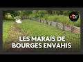 La jussie envahit les marais de Bourges