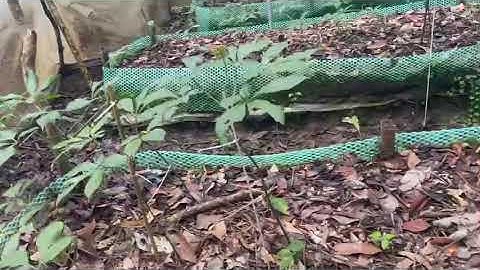 Vườn Sâm Ngọc Linh - Lê Hoàn Tumơrông