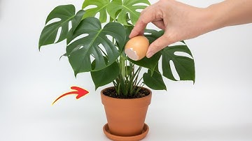 Gooi nooit meer eierschalen weg! Maak er geweldig poeder van! | Click DIY