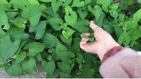 V85 2 cách HẠ SỐT cho trẻ bằng RAU DIẾP CÁ | sống khoẻ tự nhiên