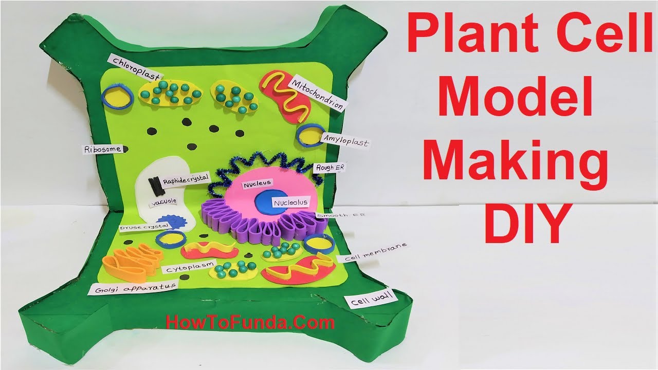 Plant Cell 3d Model Making Diy For Science Fair Project Howtofunda Youtube