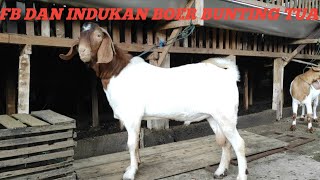 PRICE REVIEW OF F4 MALE BOER GOATS, FB, AND OLD PREGNANT F3 BROTHERS FOR ONLY 7.5 MILLION